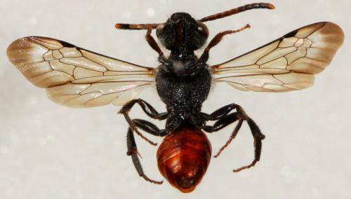 Nomada fabriciana